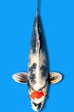 Tancho Kin Showa (ID3741 B5)