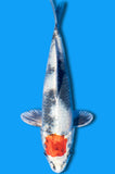 Tancho Kin Showa (ID5584 B7)