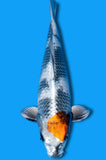 Tancho Kin Showa (ID9486 B1)