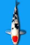 Tancho Sanke (ID8013 B7)