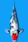 Tancho Showa (ID0867 B5)