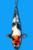 Tancho Showa (ID2955 B6)