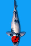 Tancho Showa ID5590 B2)