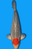 Tancho Goshiki (ID6049 B7)