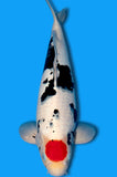 Tancho Showa (ID5197 B2)