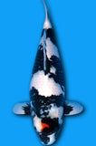 Tancho Showa (ID8992 B4)