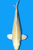 Yamabuki (ID1294 B5)