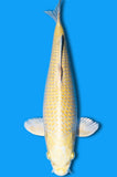Yamabuki (ID1510 B7)