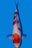Ginrin Kohaku (0768)