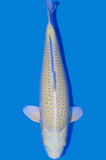 Karashi Yamabuki (6076)