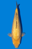 Ginrin Karashigoi (4076)