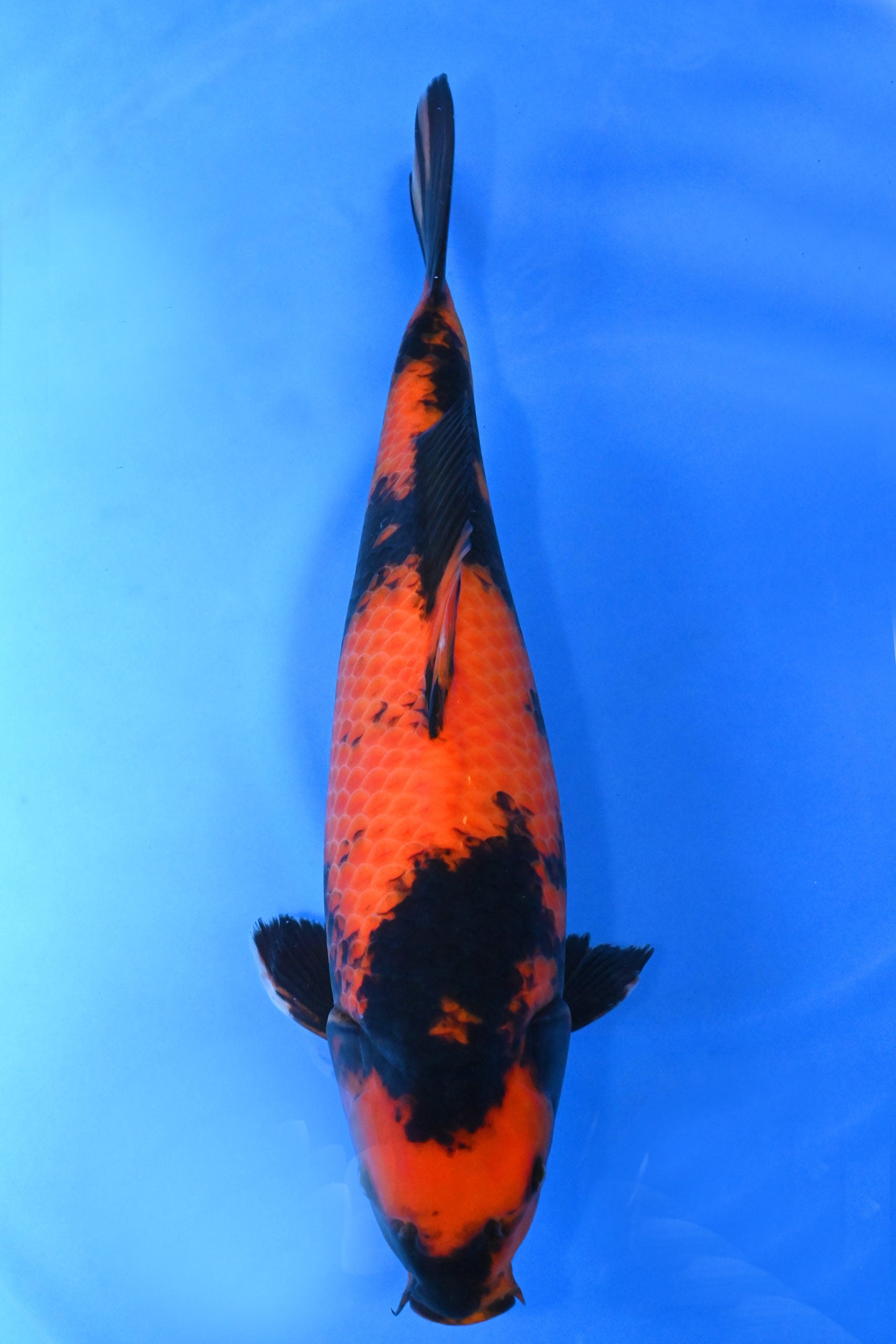 HI Utsuri (4764) Koialm