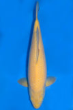 KARASHIGOI - JUMBO TOSAI - weiblich - 28-35 CM (BEISPIELBILD❗️)