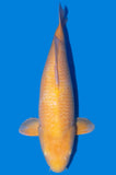 Karashi